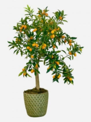 İthal Mandalina Ağacı 