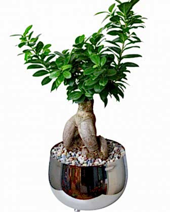 40 cm Bonsai Spirit 