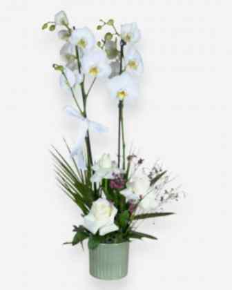 Moonlit Orchid – Double Phalaenopsis with Roses