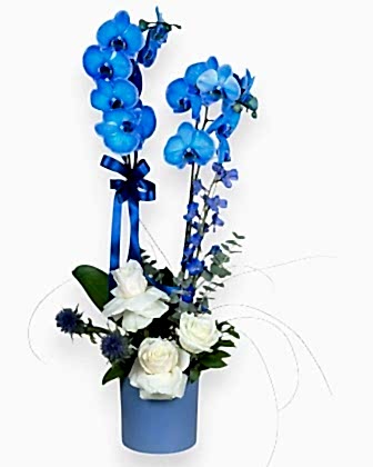 Azure Moon – Blue Orchid & White Roses